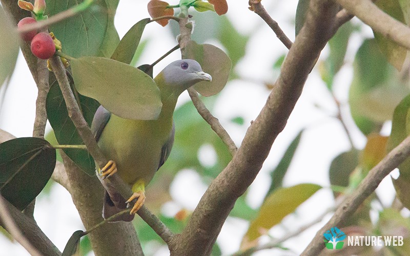 Yellow-footed Green Pigeon